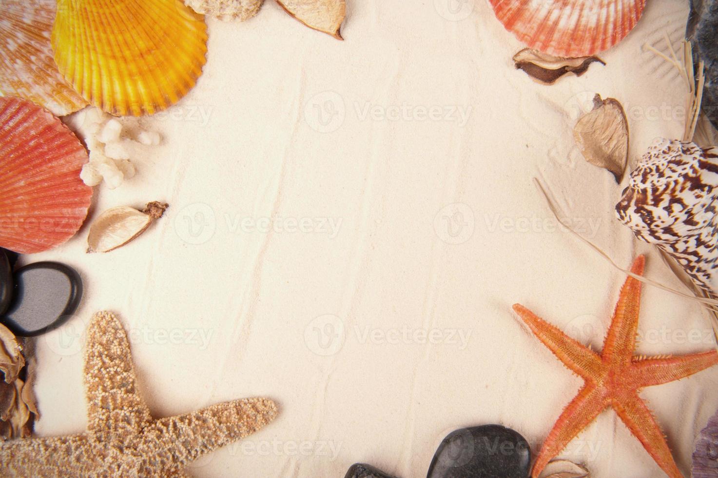 Tropical shell background photo