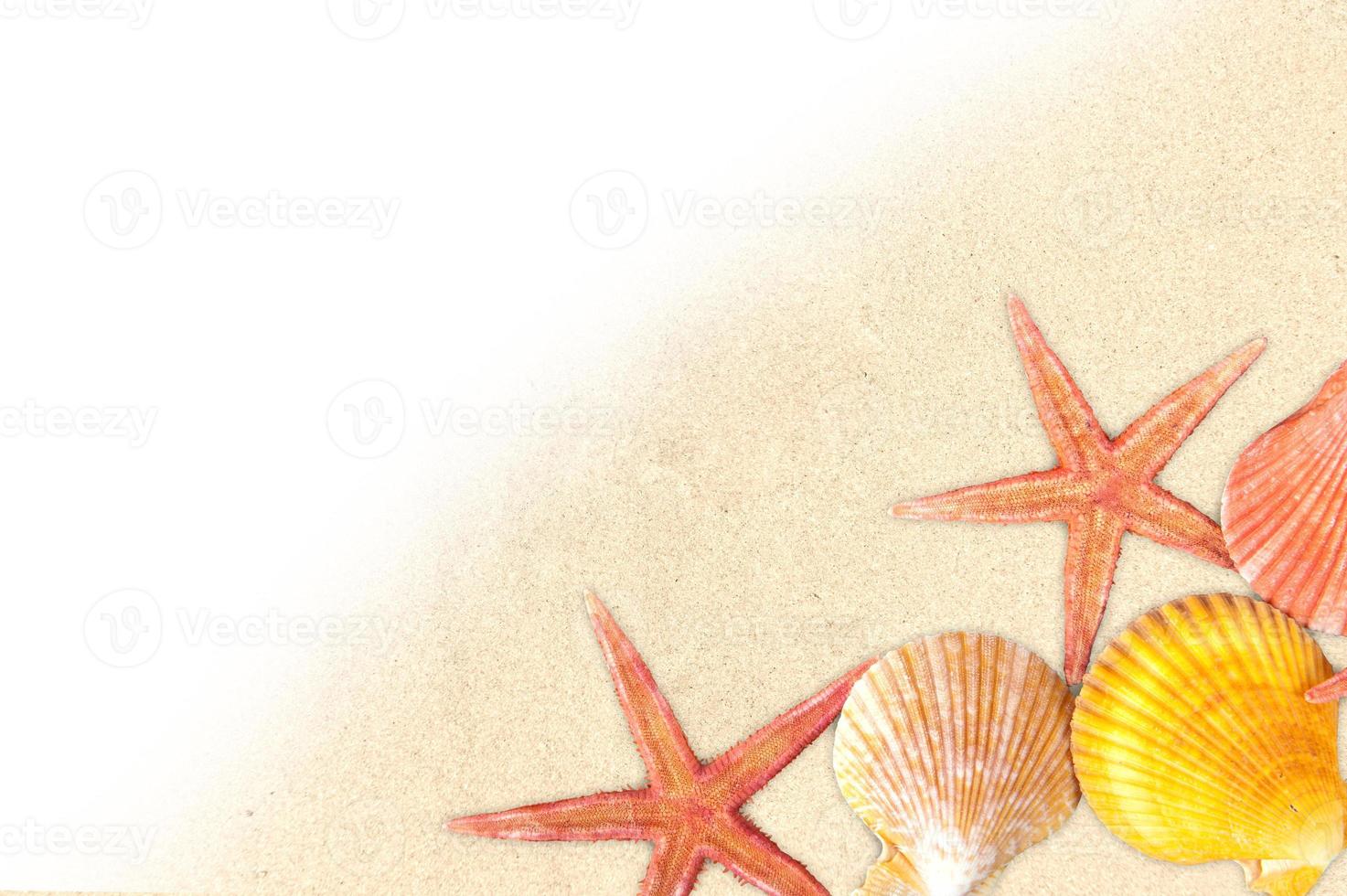 Summertime background with sand and sea shells photo