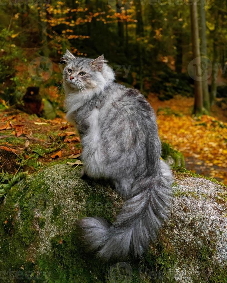 de cerca de un siberiano gato sentado en un cubierto de musgo roca, mirando a el situación alrededor el bosque. foto