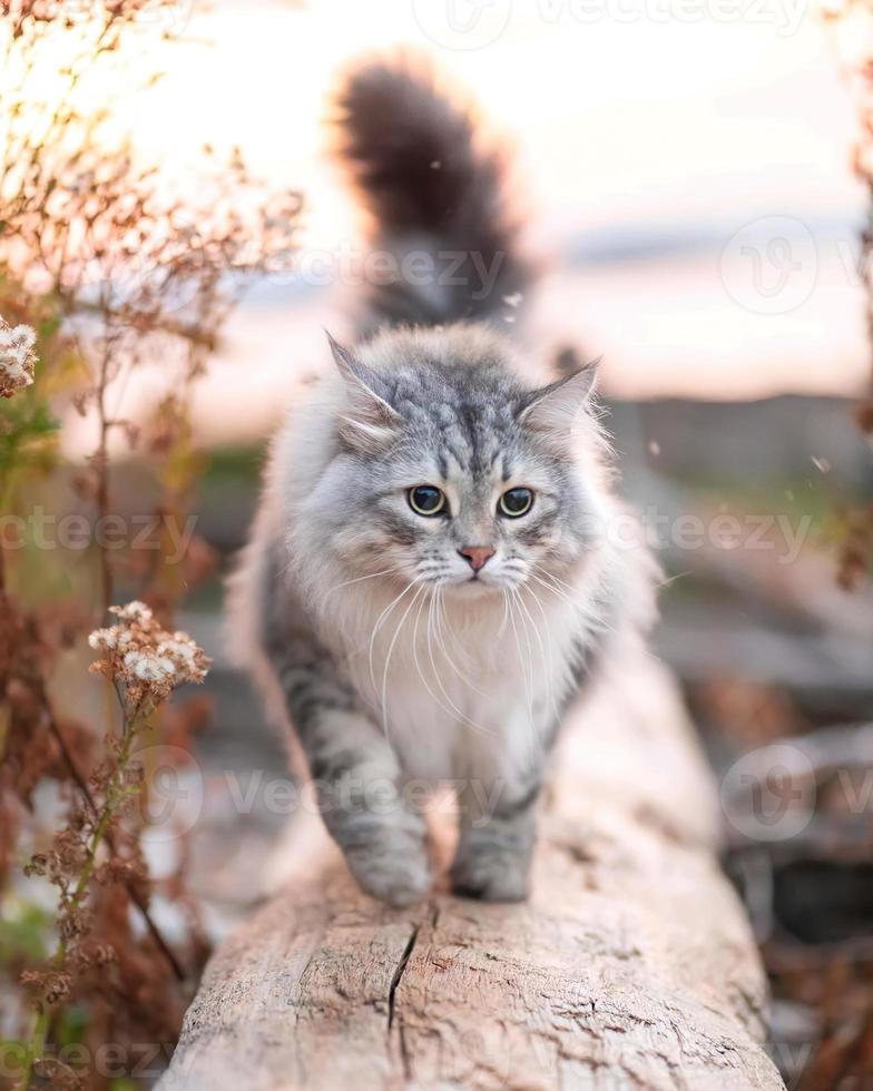de cerca de un siberiano gato tomando un noche caminar en el bosque, agraciado y gratis. foto