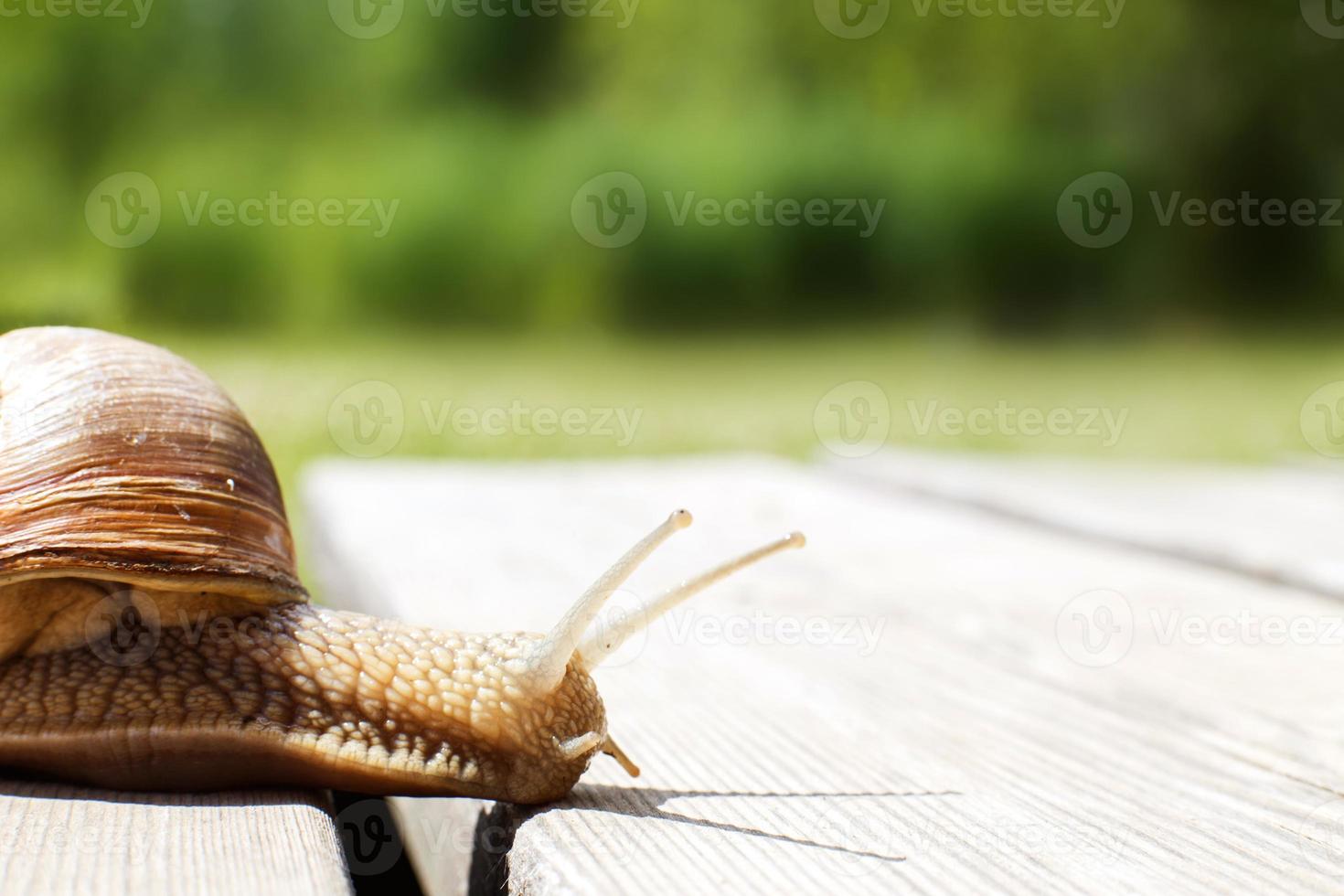 the snail crawls on a wooden background in the garden photo