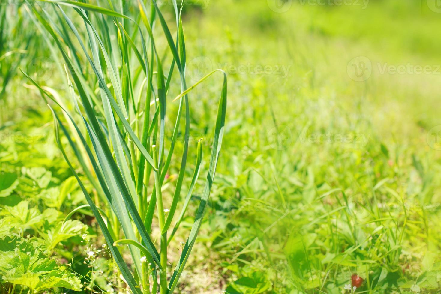 Garden onion in the garden. Onions grow on the bed photo