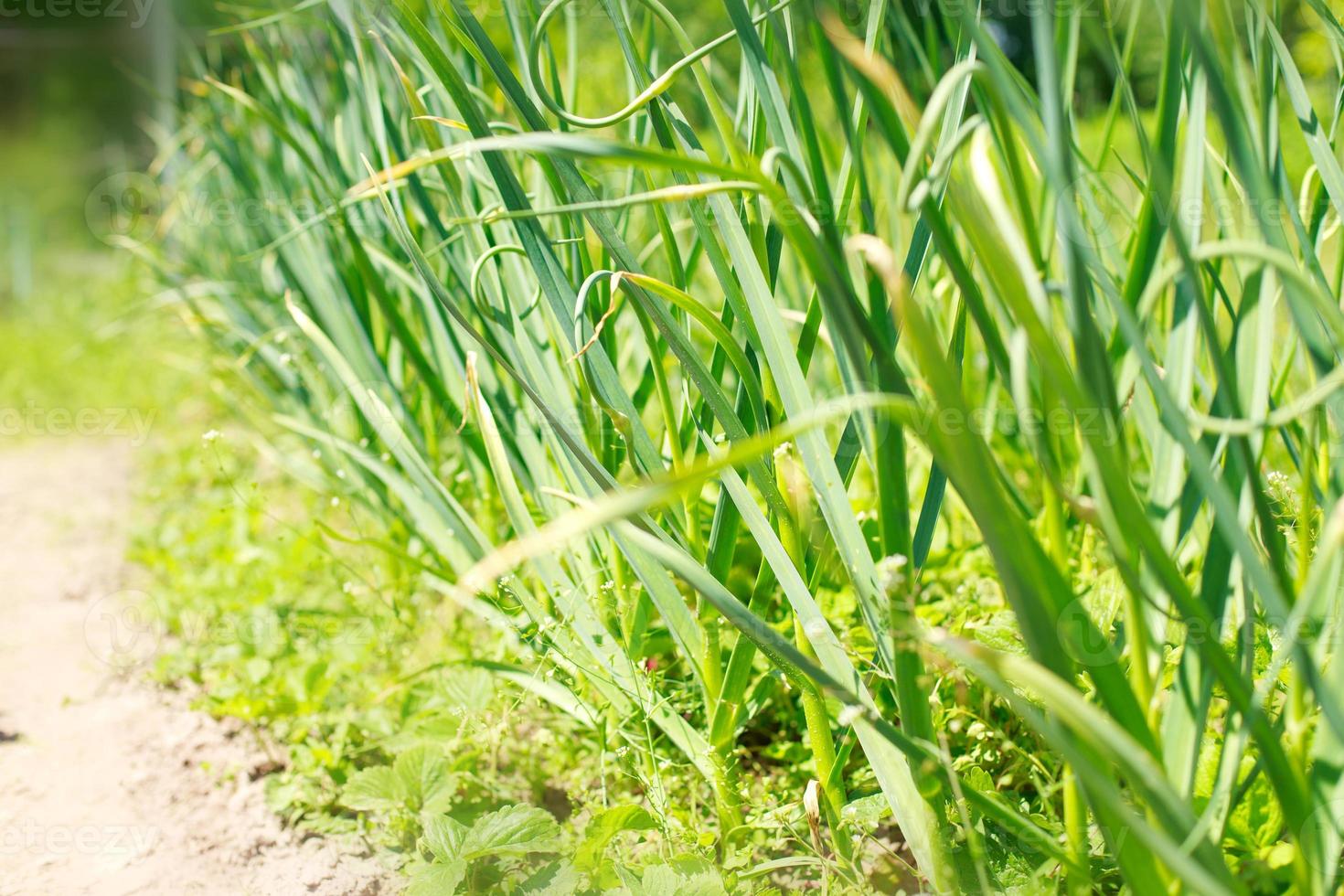 Garden onion in the garden. Onions grow on the bed photo