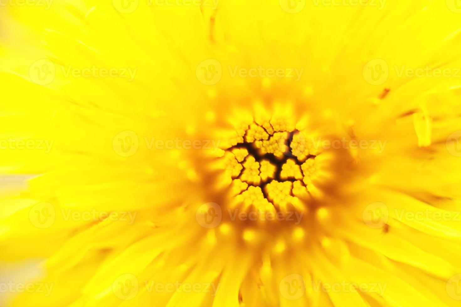 flower dandelion. macro photo. Yellow background. wallpaper. photo