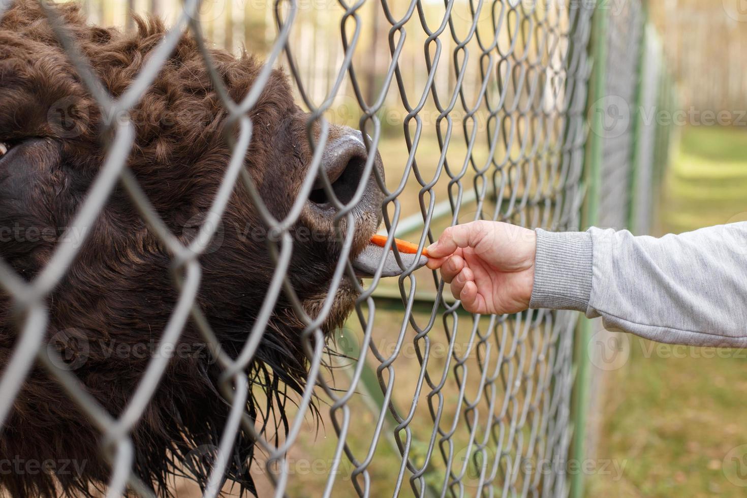 a man feeds a bison with a carrot at the zoo photo