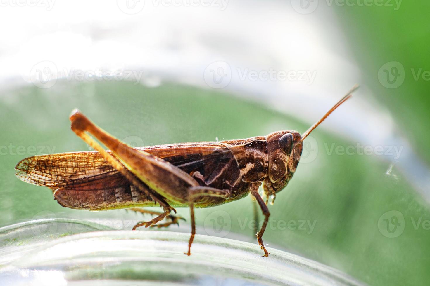 a grasshopper on a green grass background close. a grasshopper sits on a glass jar . photo