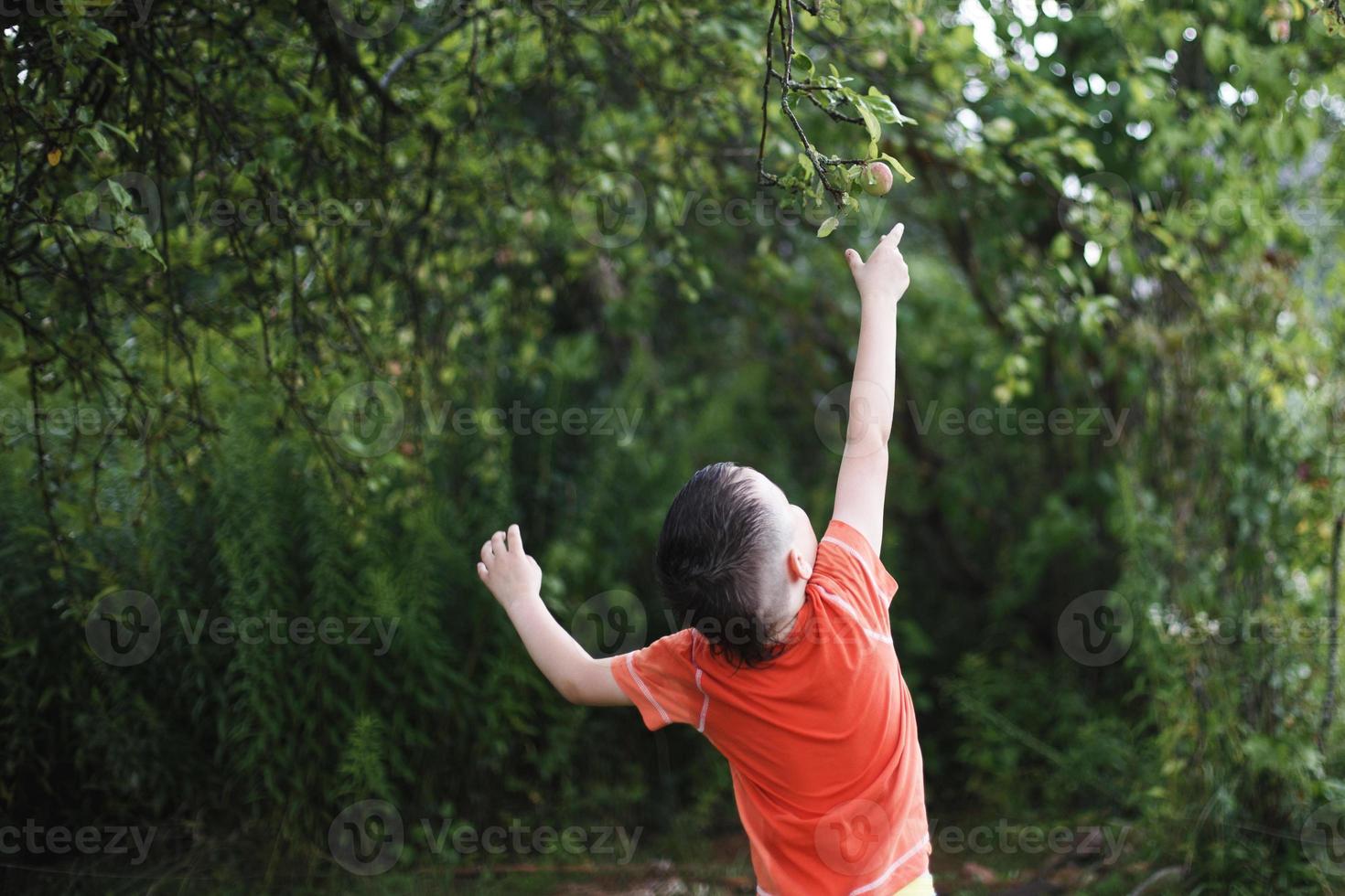 a boy picks an apple from a tree photo