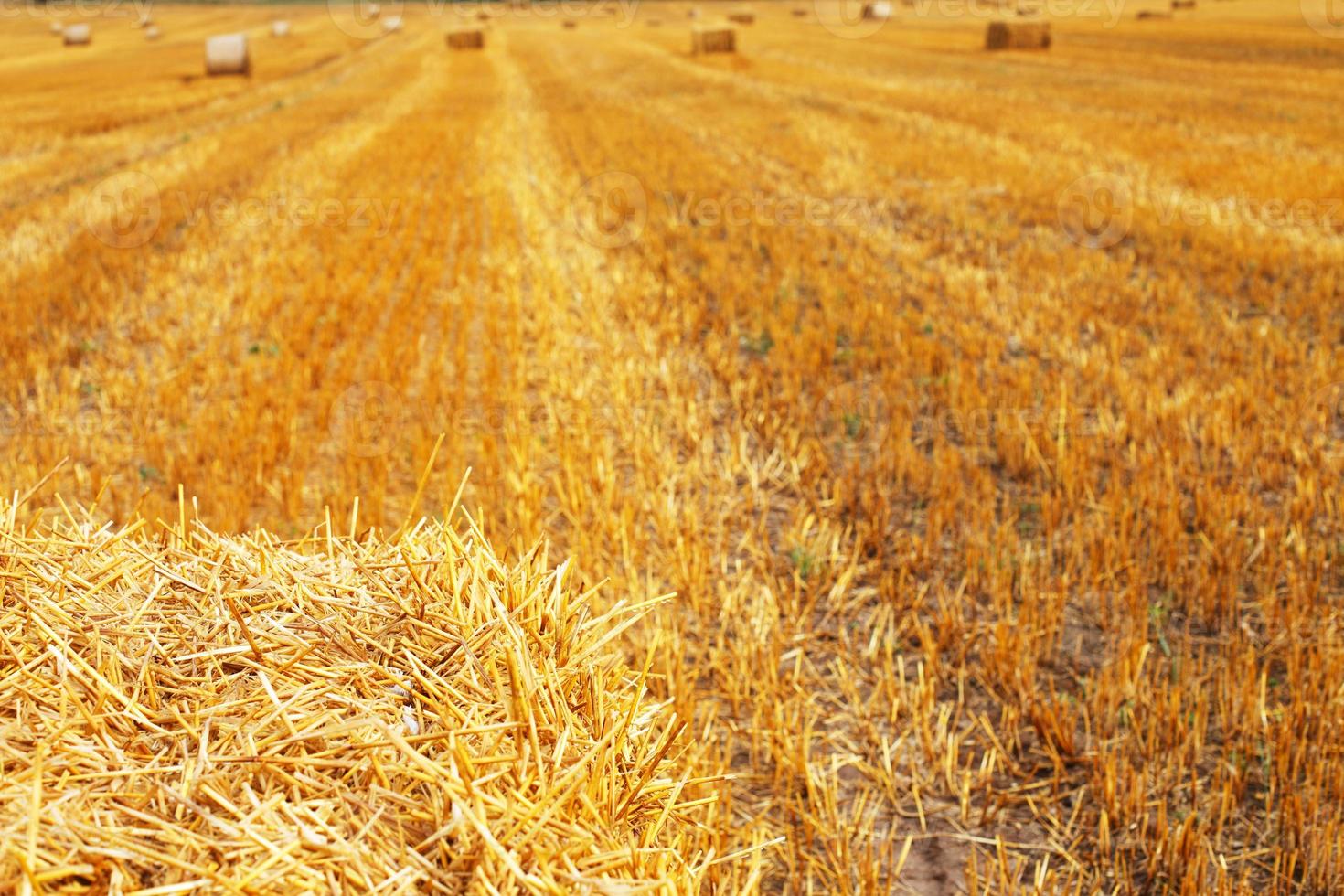 Beautiful landscape with hay straw bales after harvest in summer. Haystacks on field photo