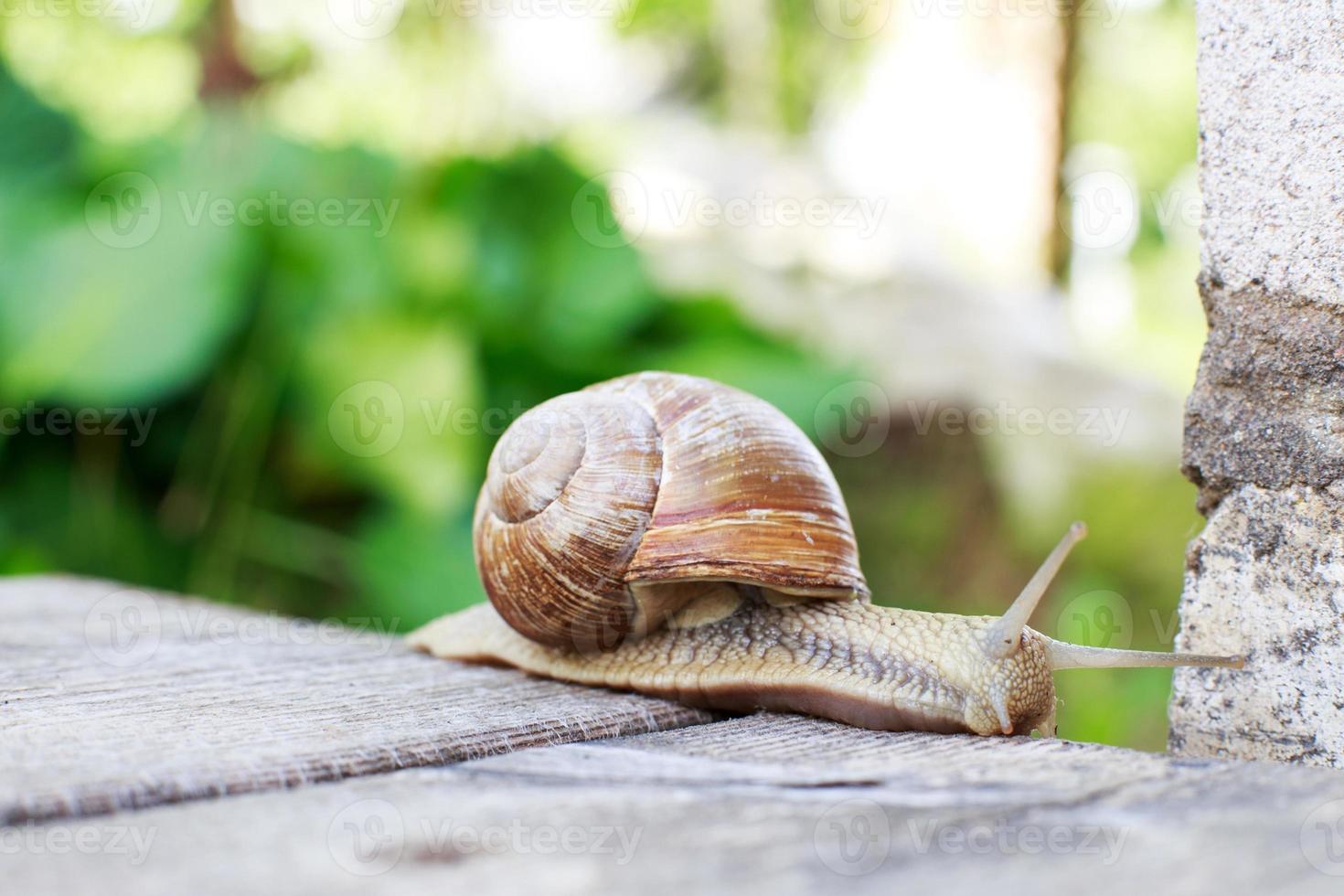 the snail crawls on a wooden background in the garden photo