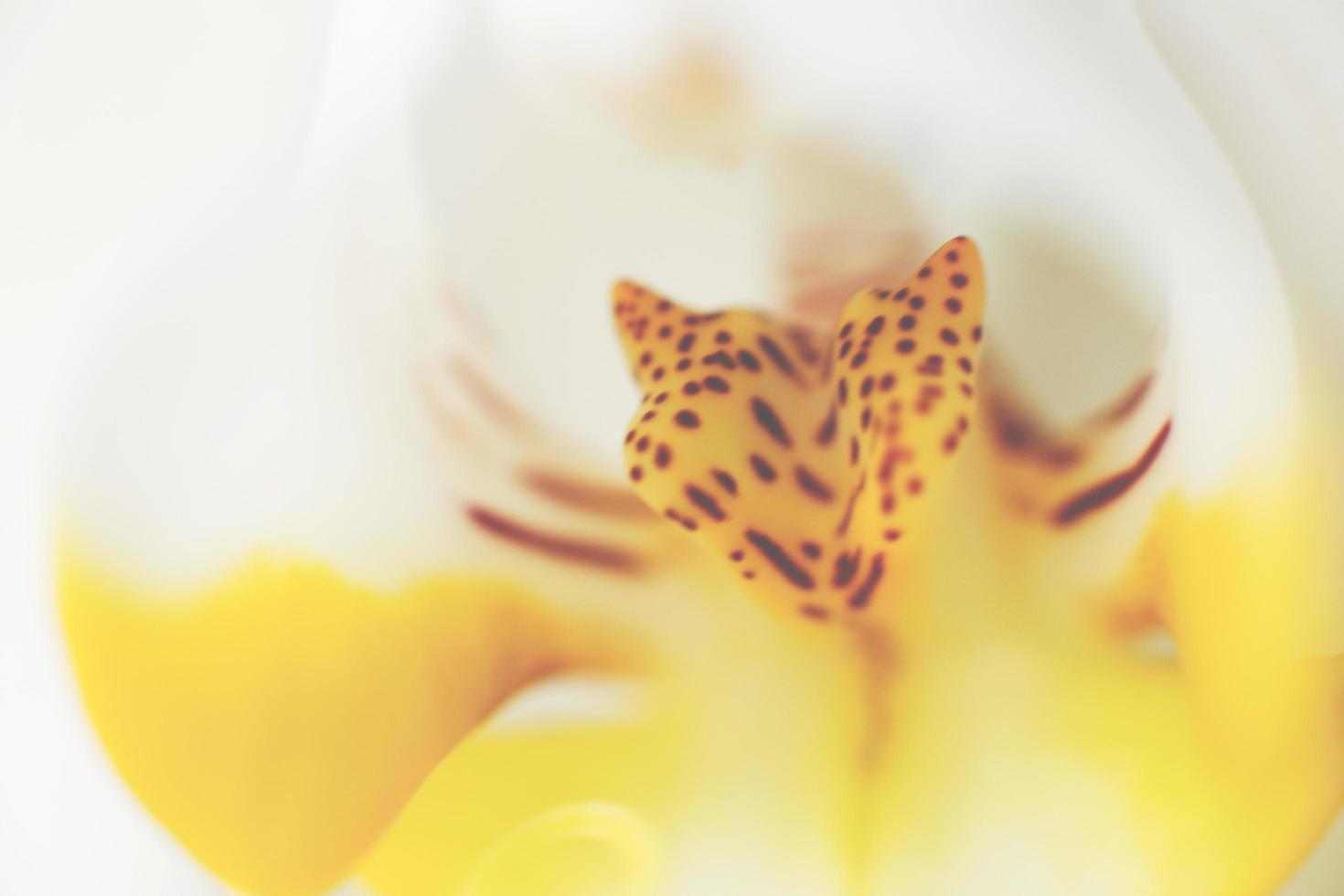 Pestle of orchids close-up photo