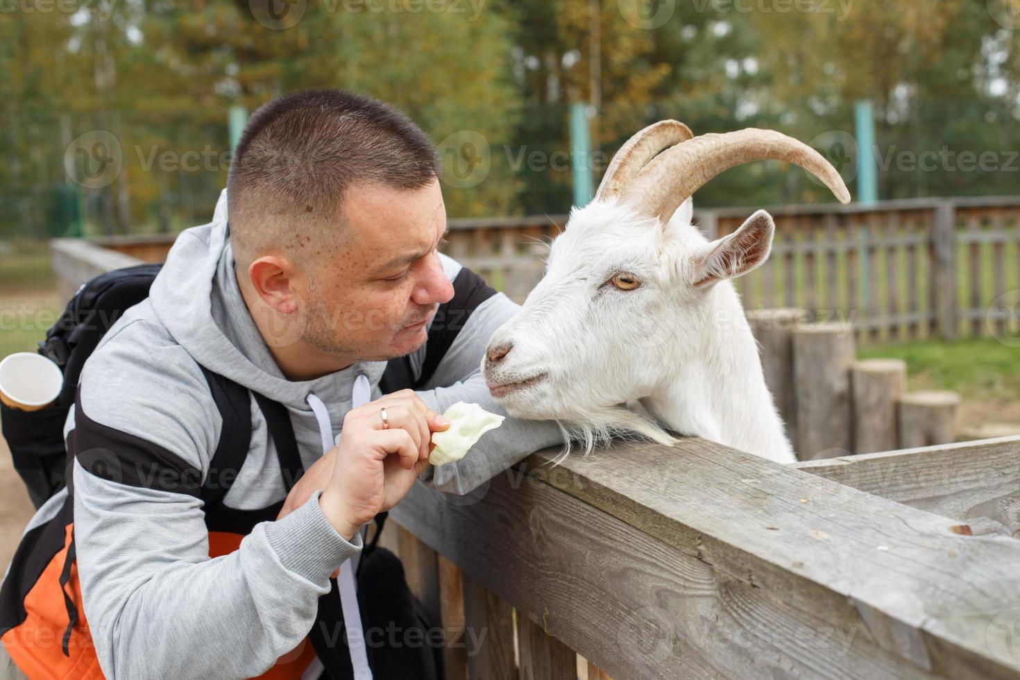 a man feeding an apple to a goat in the zoo photo