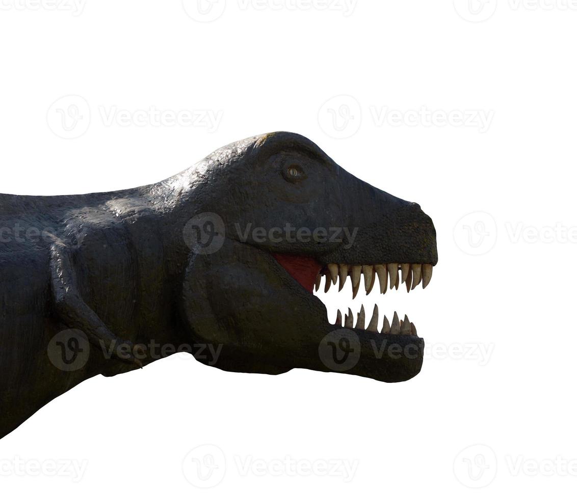 Isolated t-rex head photo