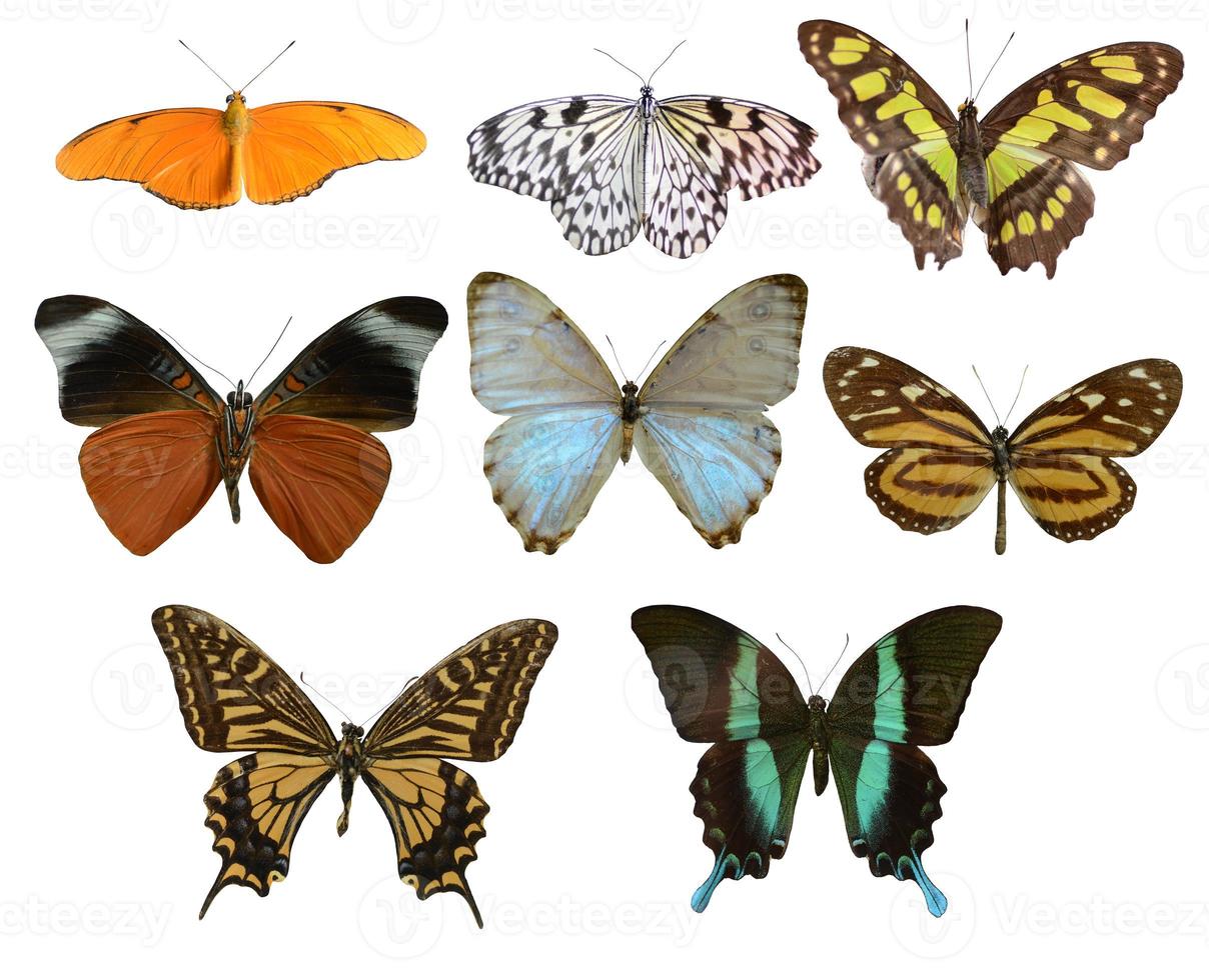 de imagen colección de vistoso mariposas de diferente tamaños foto