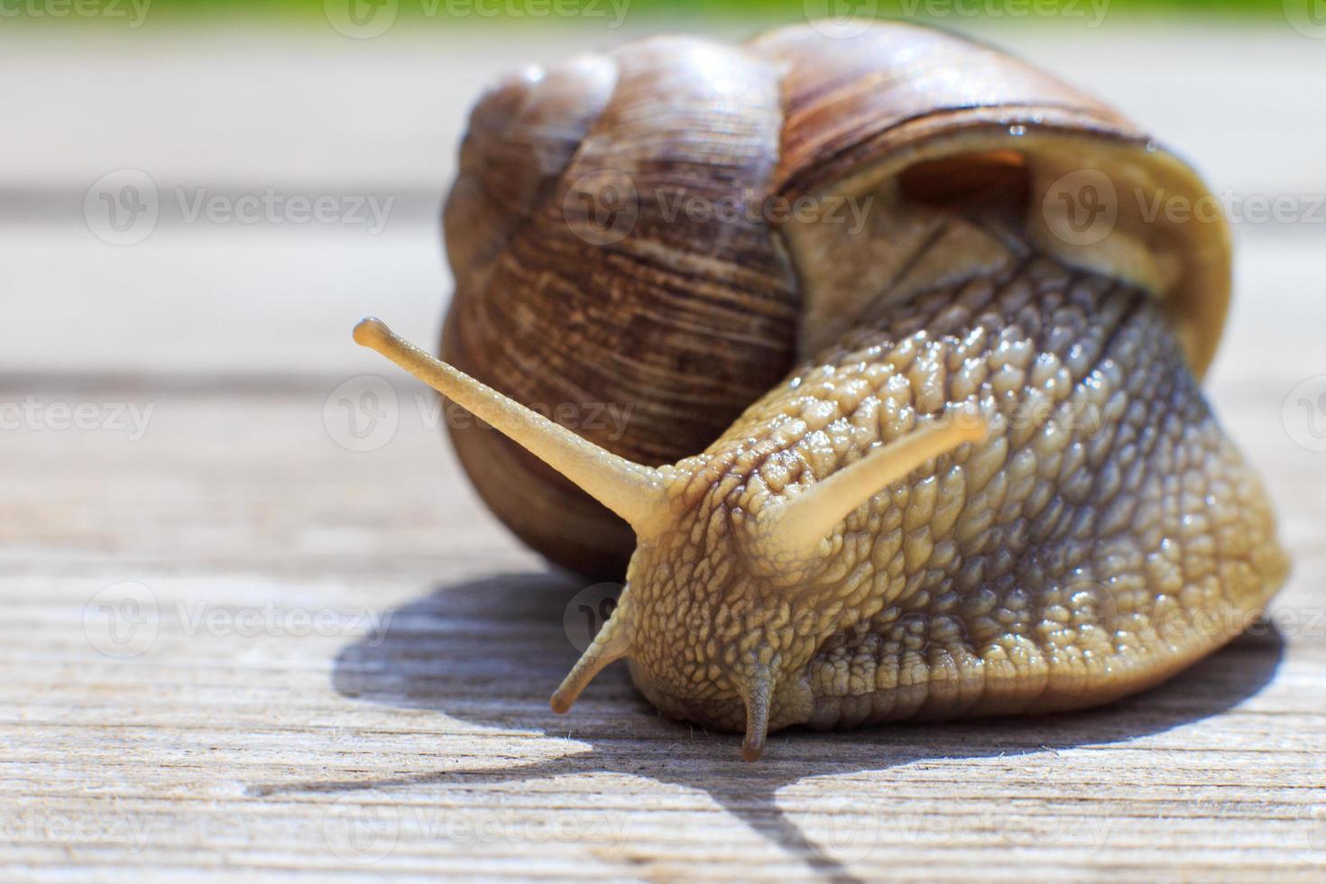 the snail crawls on a wooden background photo
