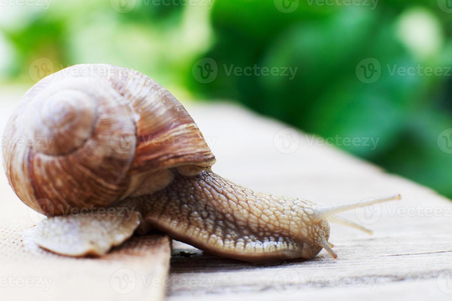 the snail crawls on a wooden background in the garden photo