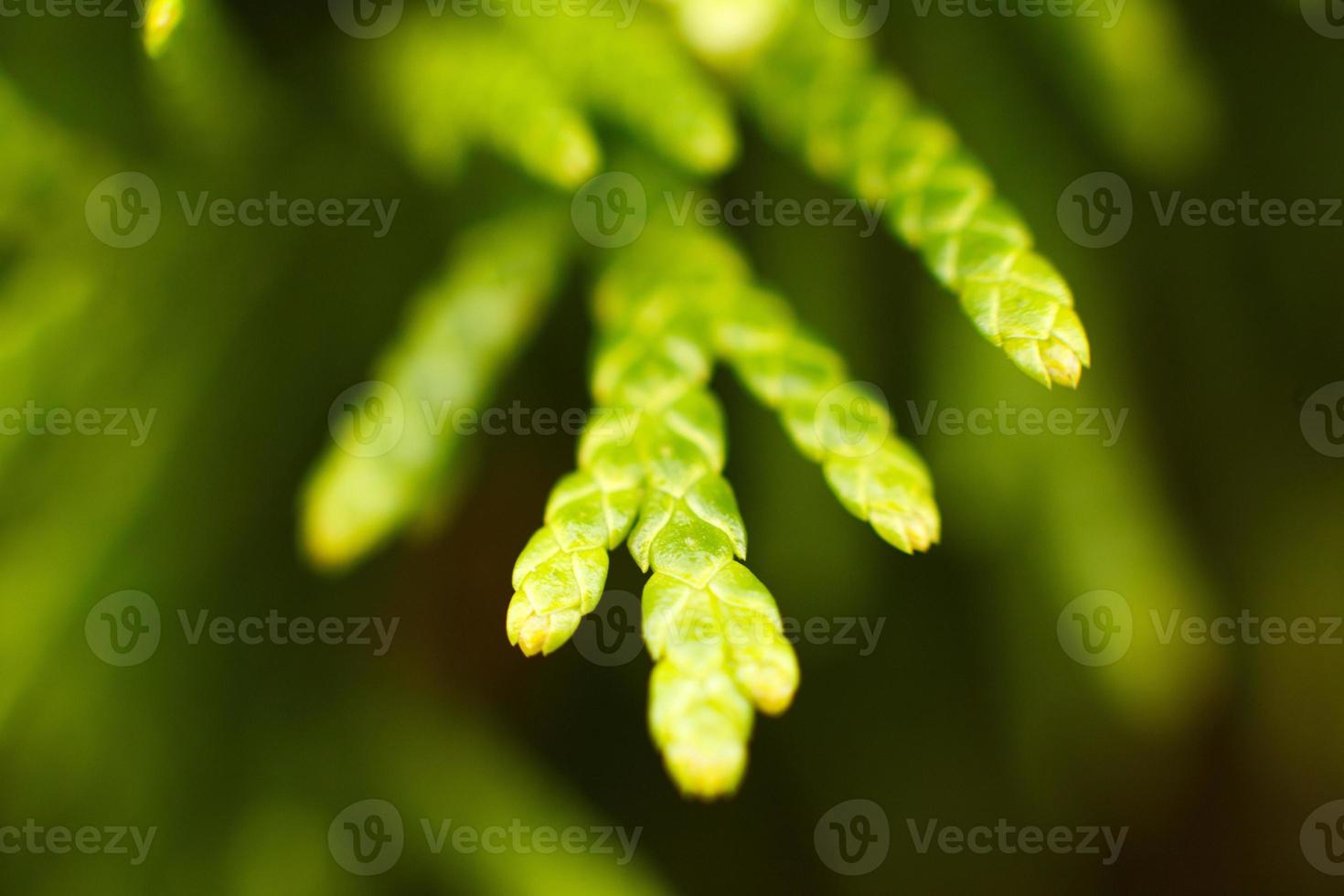 fir branch close. pine branches photo