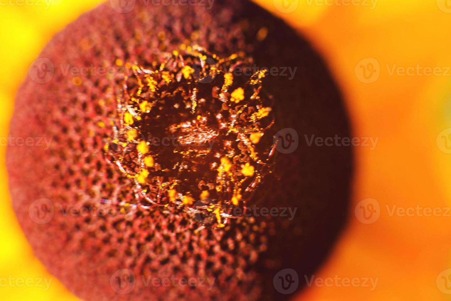 flor Rudbeckia de cerca. antecedentes. fondo de pantalla foto