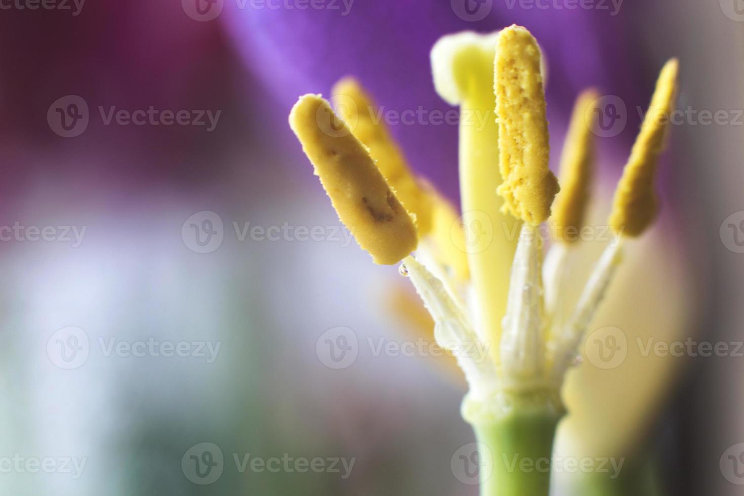 Pistil Tulip Macro. flower close-up photo