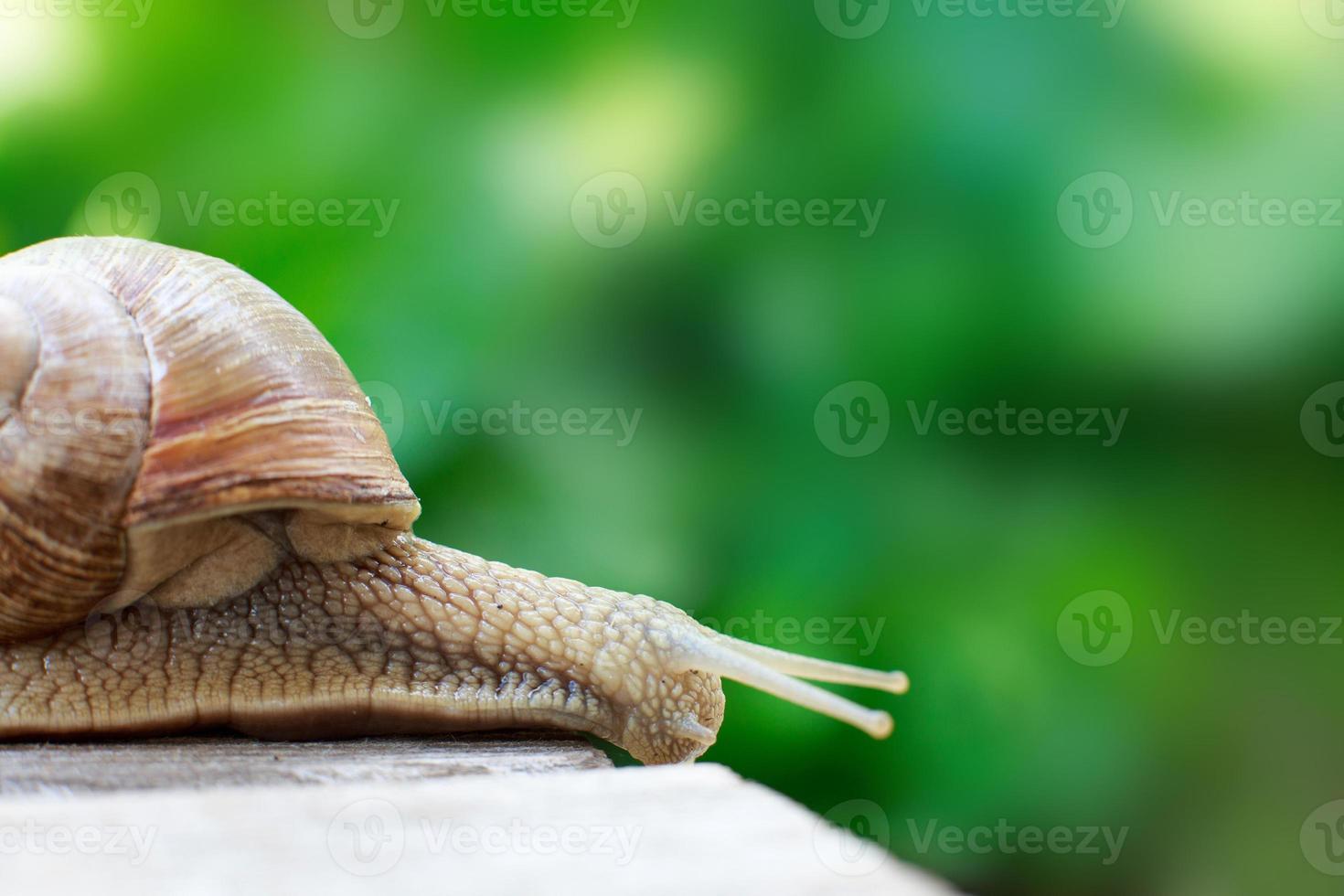 the snail crawls on a wooden background in the garden photo
