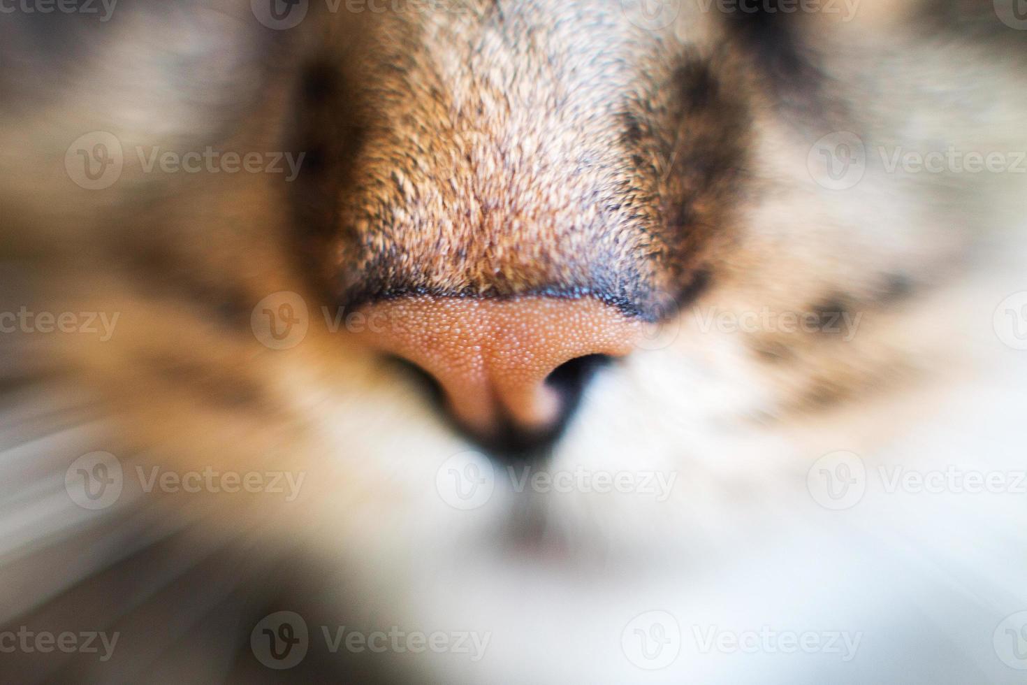 de gato nariz cerca. de gato cabeza con un nariz de cerca foto