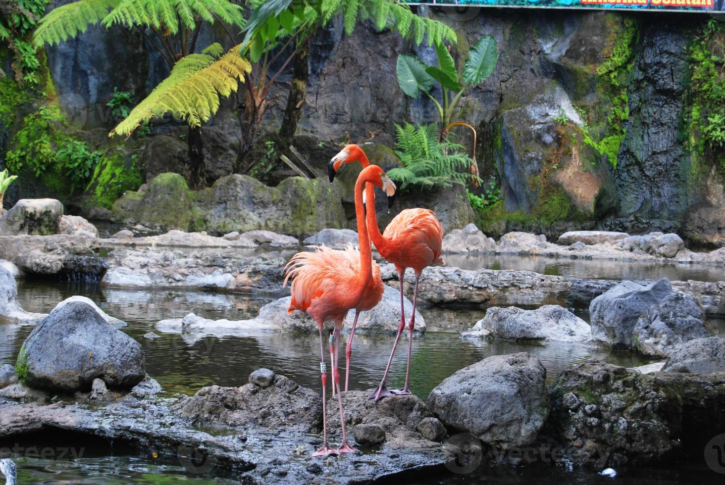 Beautiful American flamingo standing at water edge photo