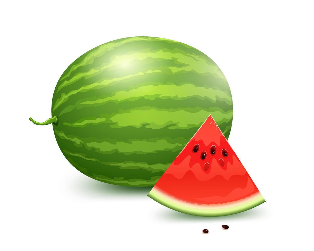 Watermelon full balls and watermelon red fresh cut in half design on white background. EPS10 vector illustration