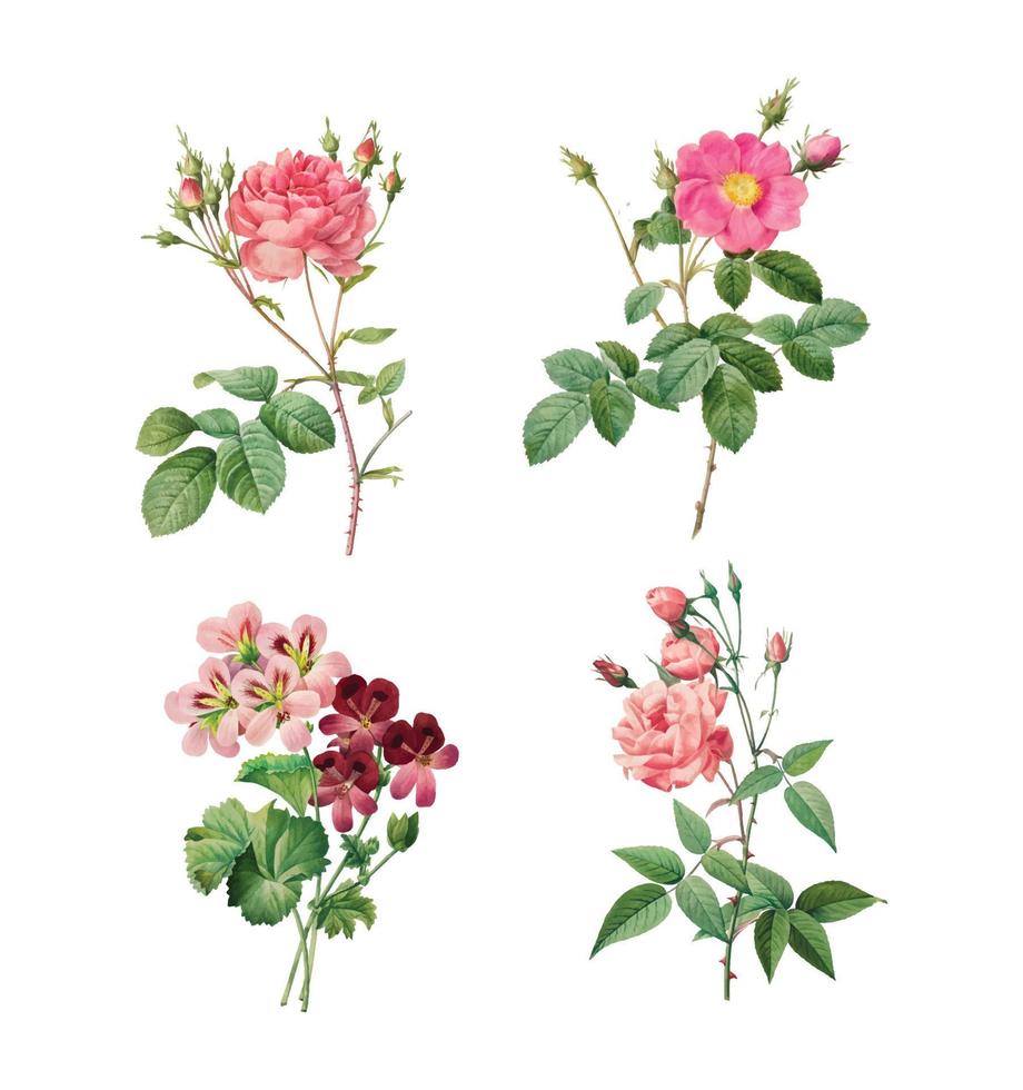 Beautiful vintage rose and geranium vector collection