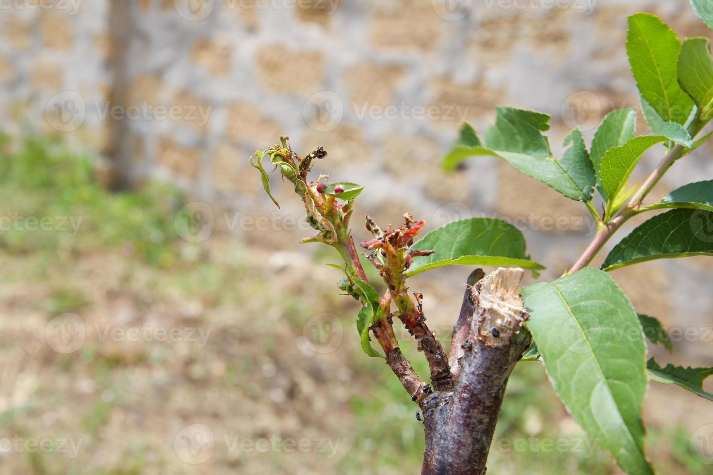 Peach leaves are affected by fungus. Concept of diseases and pests on tree. photo