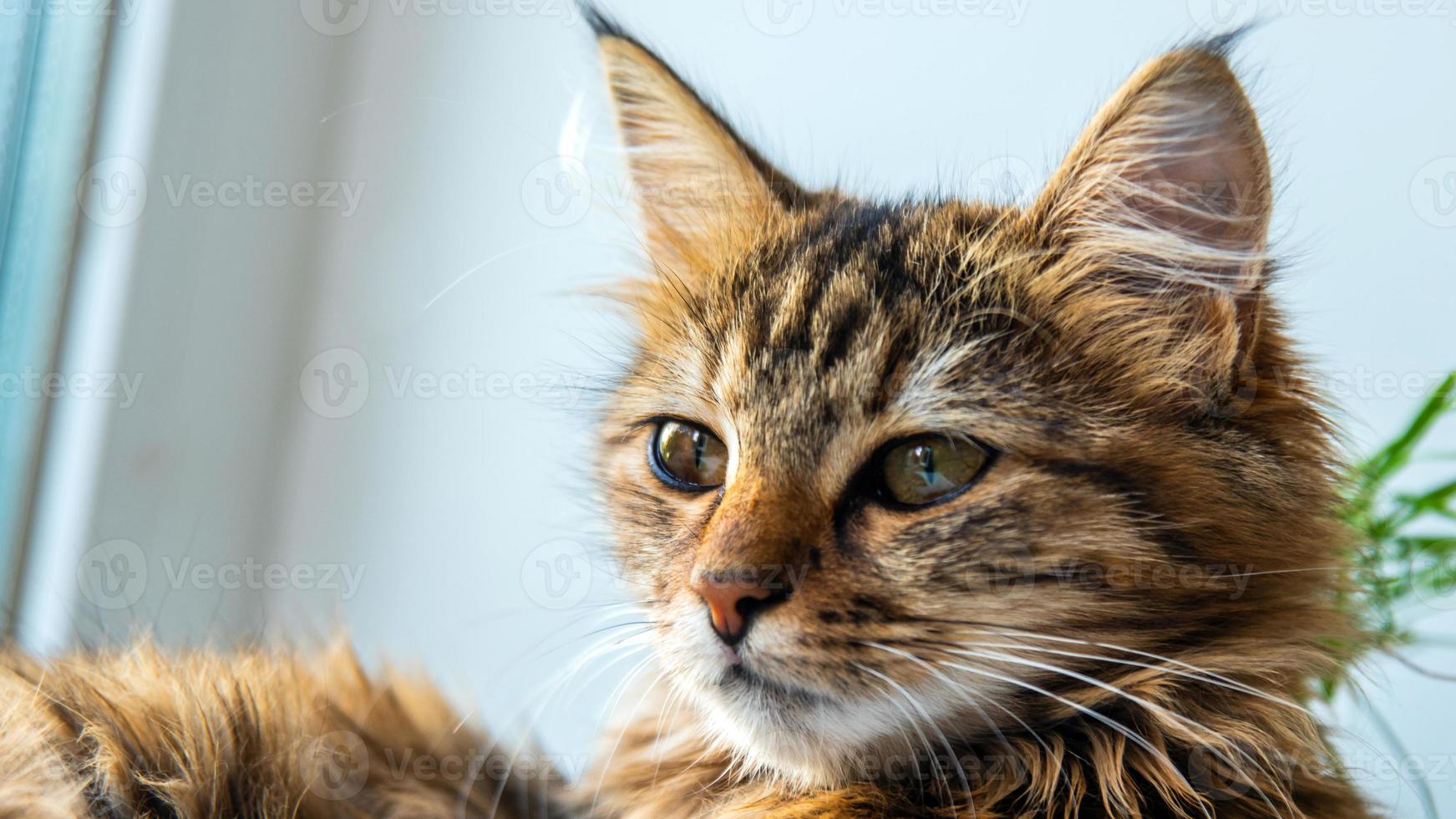 Close-up portrait of a gray striped domestic cat.Image for veterinary clinics, sites about cats, for cat food. photo