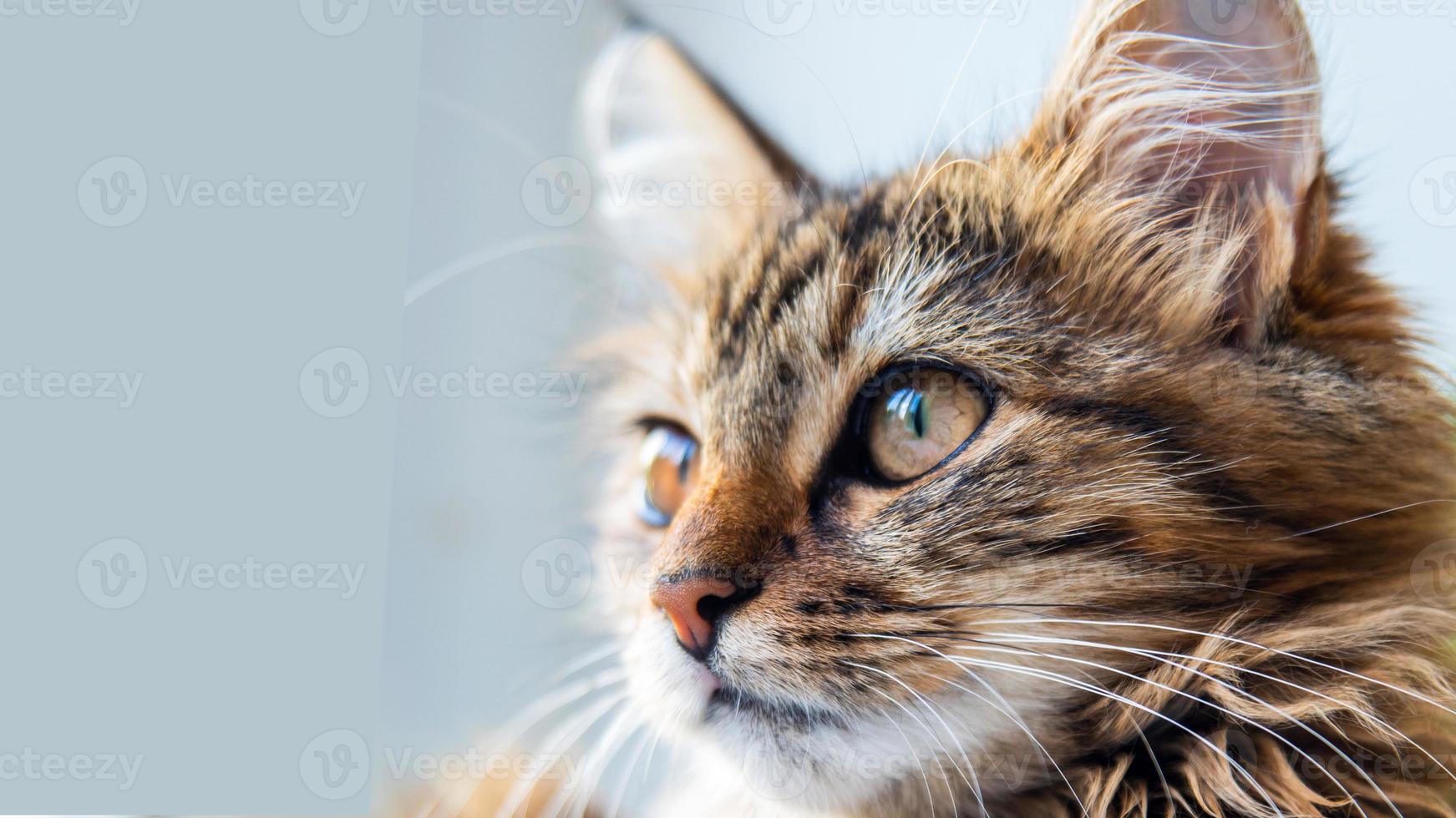 Close-up portrait of a gray striped domestic cat.Image for veterinary clinics, sites about cats, for cat food. photo