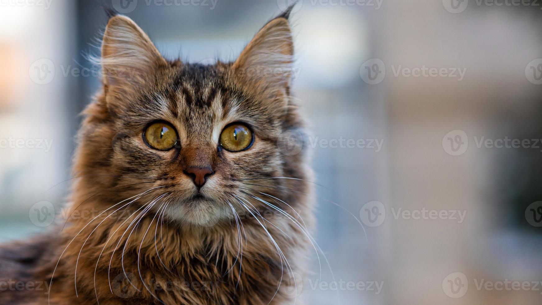 Close-up portrait of a gray striped domestic cat.Image for veterinary clinics, sites about cats, for cat food. photo