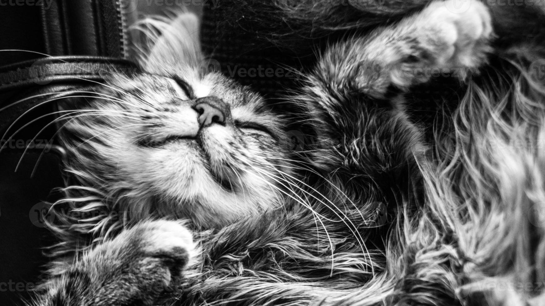 Close-up portrait of a gray striped domestic cat.Image for veterinary clinics, sites about cats, for cat food. photo