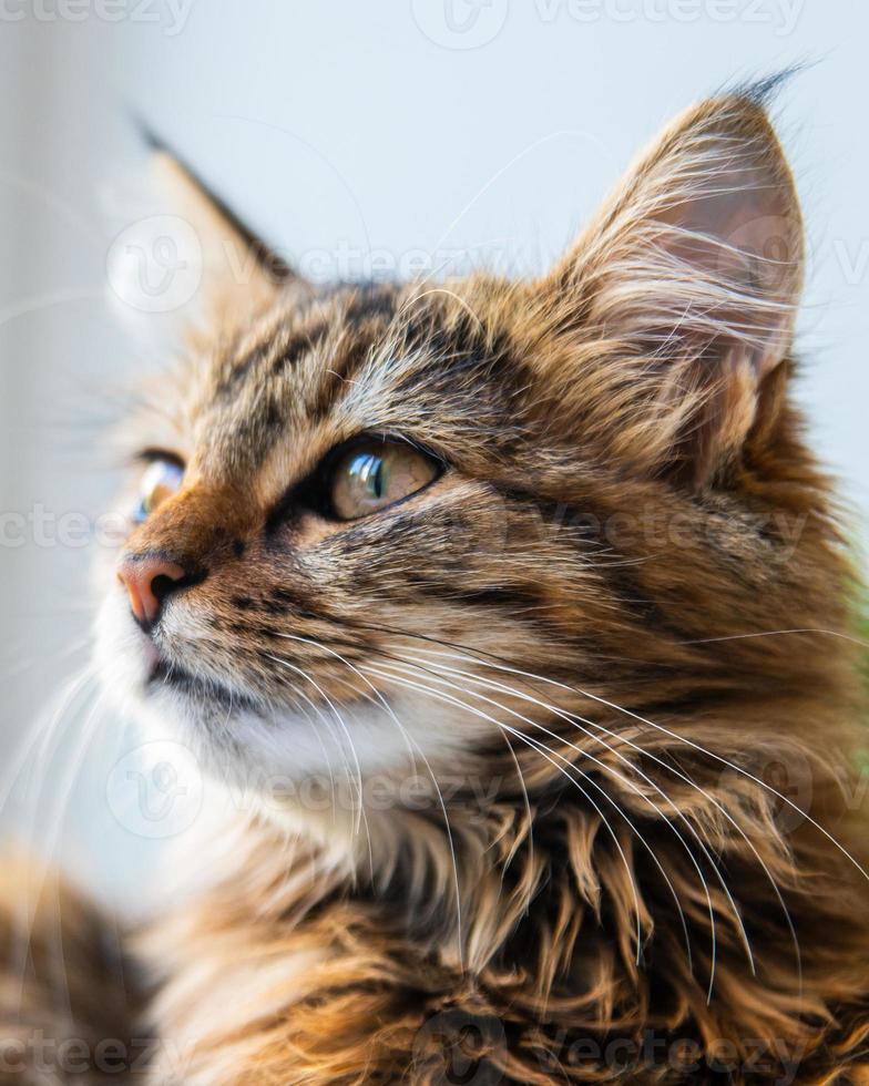Close-up portrait of a gray striped domestic cat.Image for veterinary clinics, sites about cats, for cat food. photo