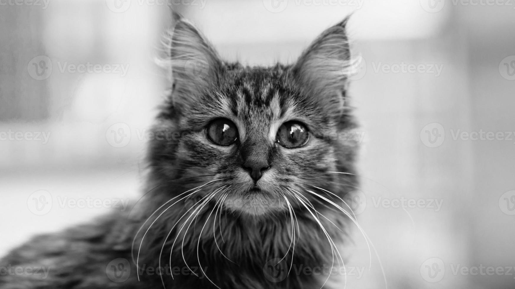 Close-up portrait of a gray striped domestic cat.Image for veterinary clinics, sites about cats, for cat food. photo