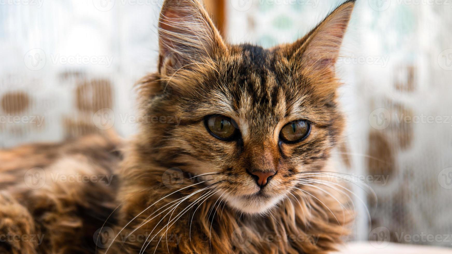 Close-up portrait of a gray striped domestic cat.Image for veterinary clinics, sites about cats, for cat food. photo