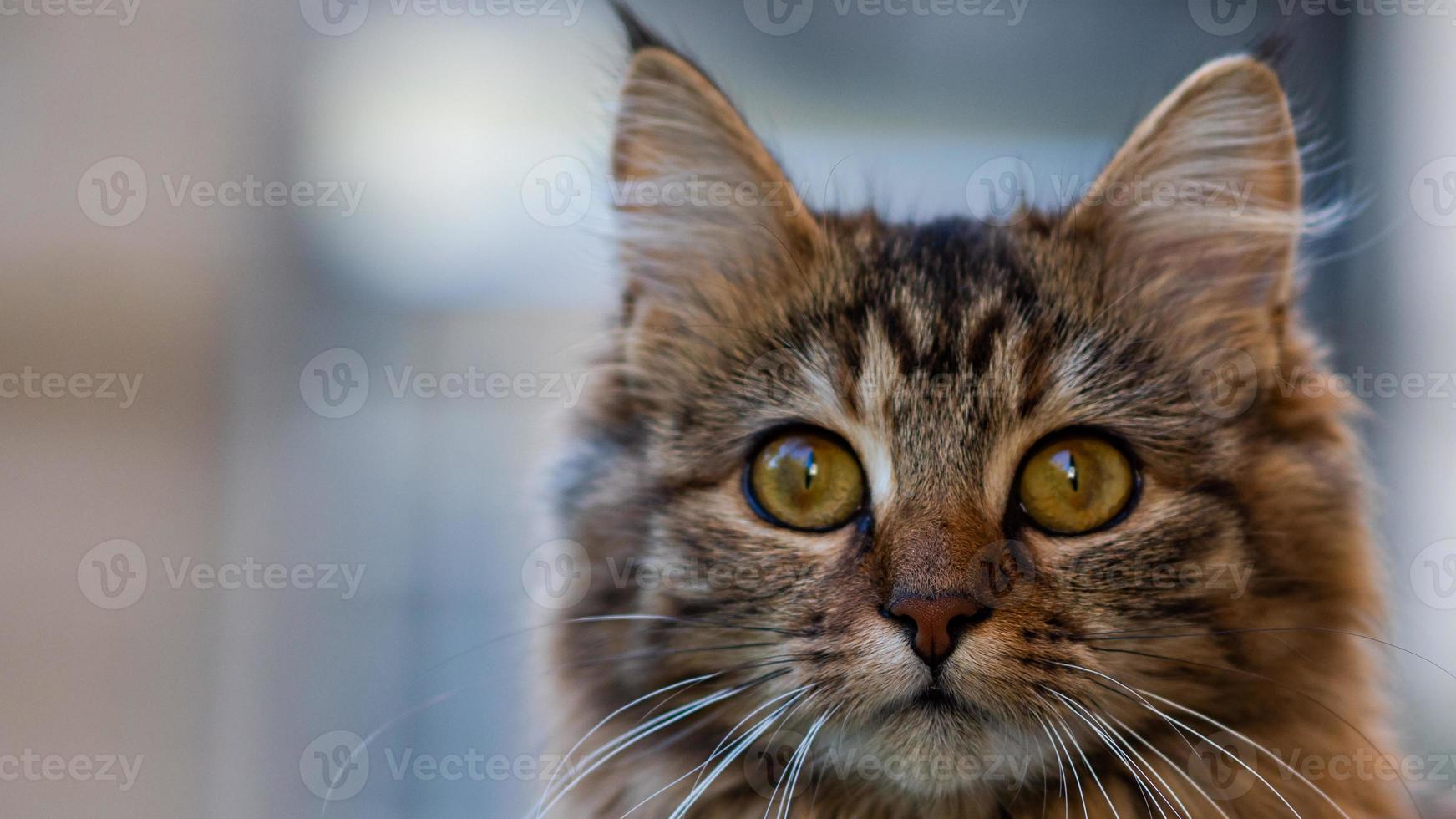 Close-up portrait of a gray striped domestic cat.Image for veterinary clinics, sites about cats, for cat food. photo