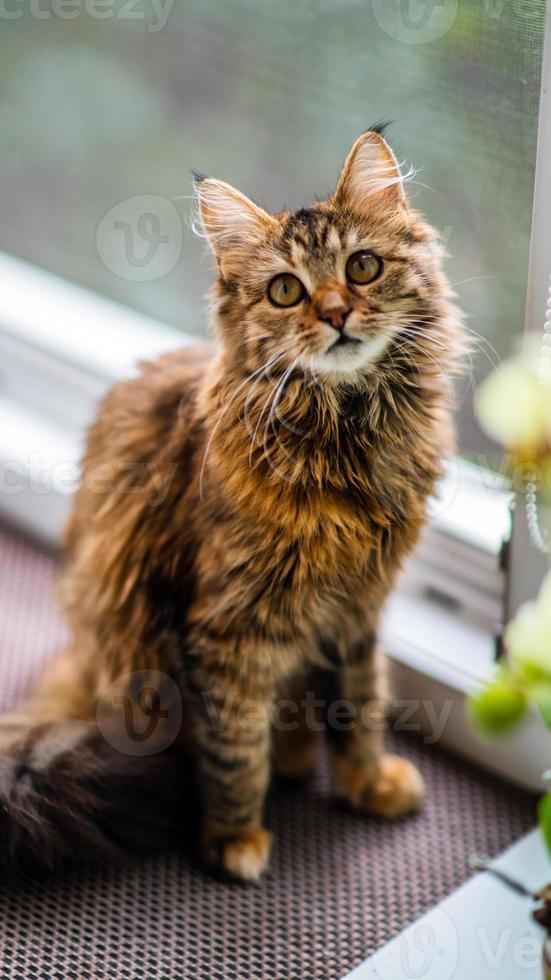 Close-up portrait of a gray striped domestic cat.Image for veterinary clinics, sites about cats, for cat food. photo