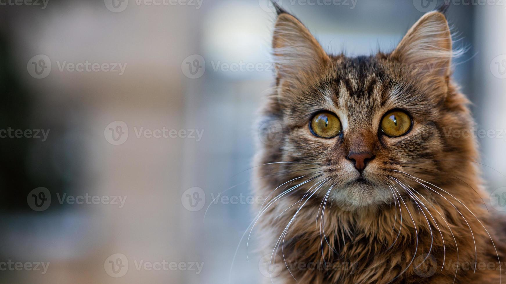 Close-up portrait of a gray striped domestic cat.Image for veterinary clinics, sites about cats, for cat food. photo