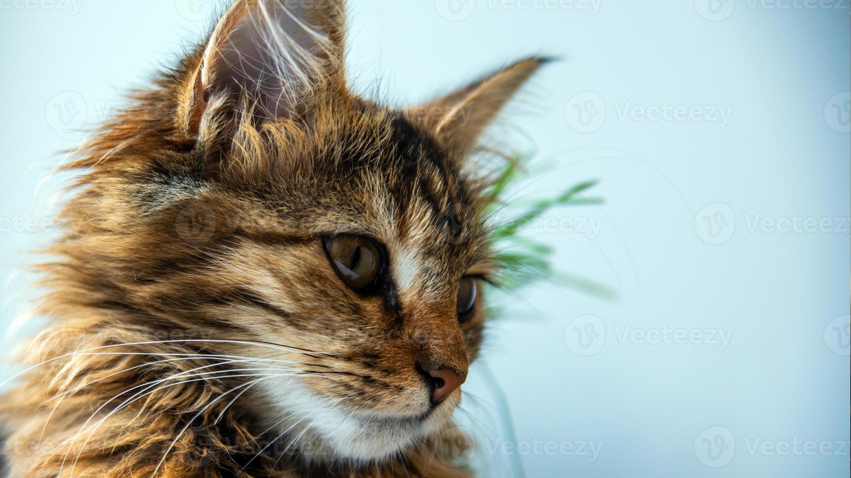 Close-up portrait of a gray striped domestic cat.Image for veterinary clinics, sites about cats, for cat food. photo