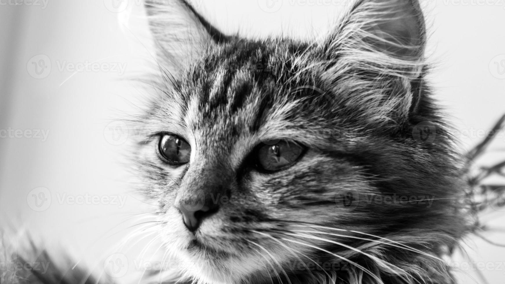 Close-up portrait of a gray striped domestic cat.Image for veterinary clinics, sites about cats, for cat food. photo