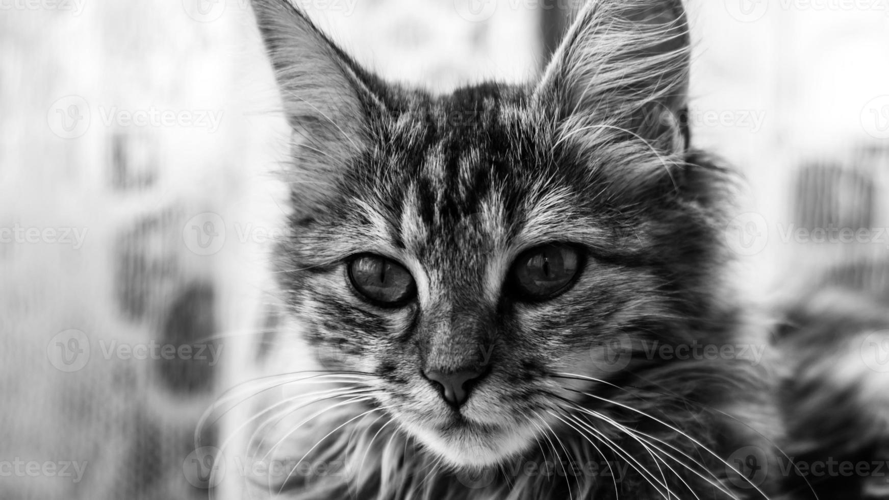 Close-up portrait of a gray striped domestic cat.Image for veterinary clinics, sites about cats, for cat food. photo