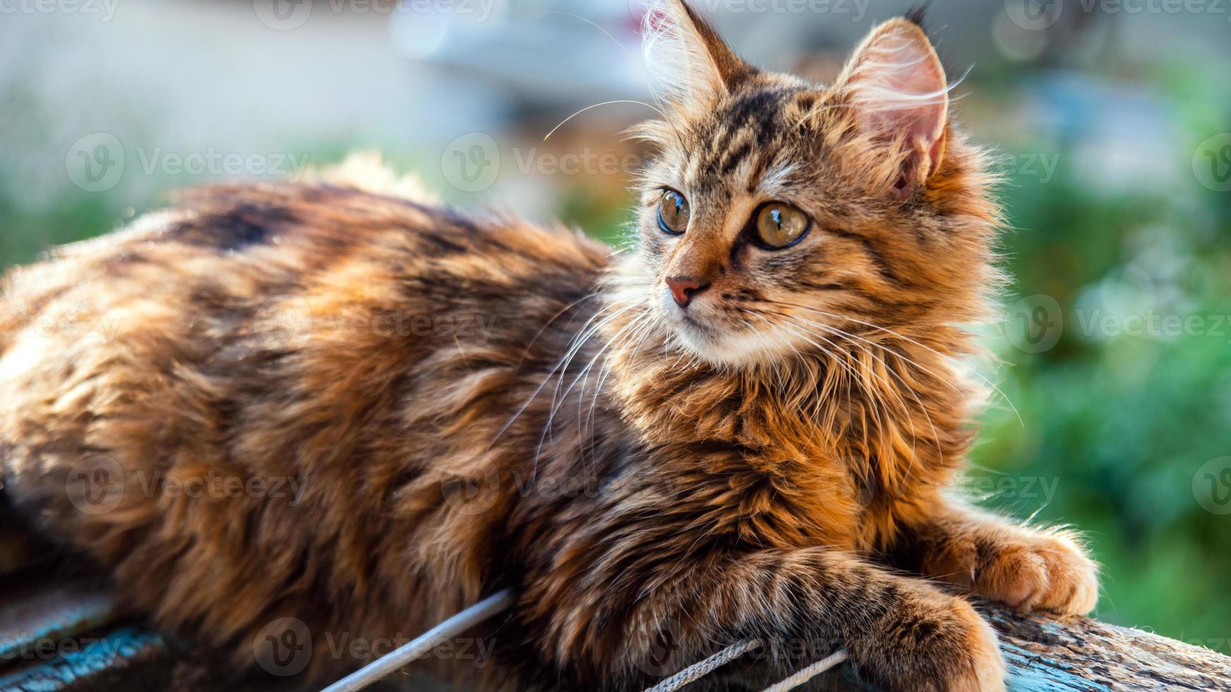 Close-up portrait of a gray striped domestic cat.Image for veterinary clinics, sites about cats, for cat food. photo