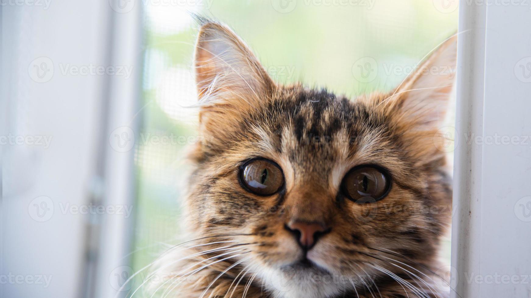 Close-up portrait of a gray striped domestic cat.Image for veterinary clinics, sites about cats, for cat food. photo