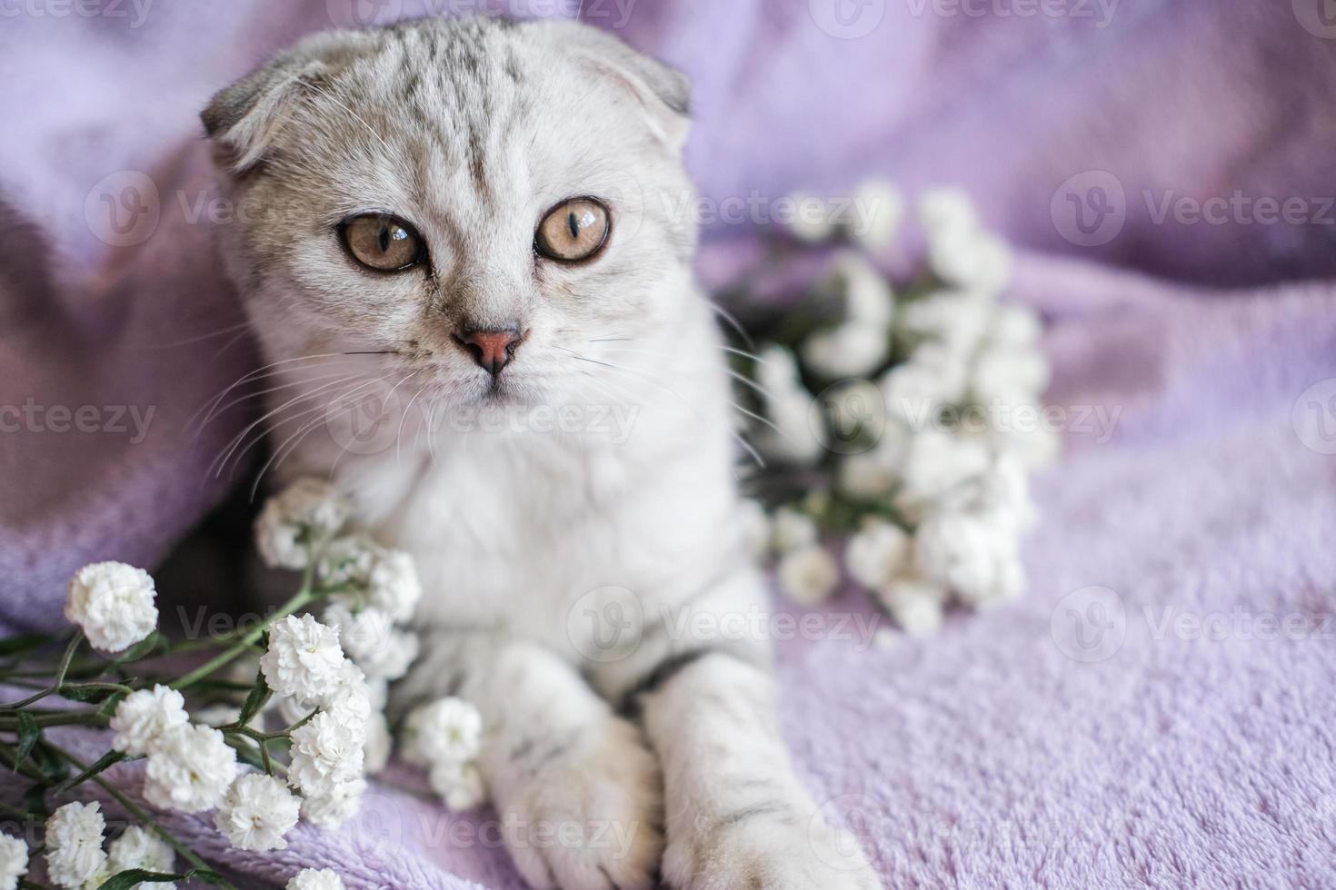 Cute Scottish Fold kitten with white flowers on a purple blanket. A small cat sits on a blanket and looks at the camera. photo