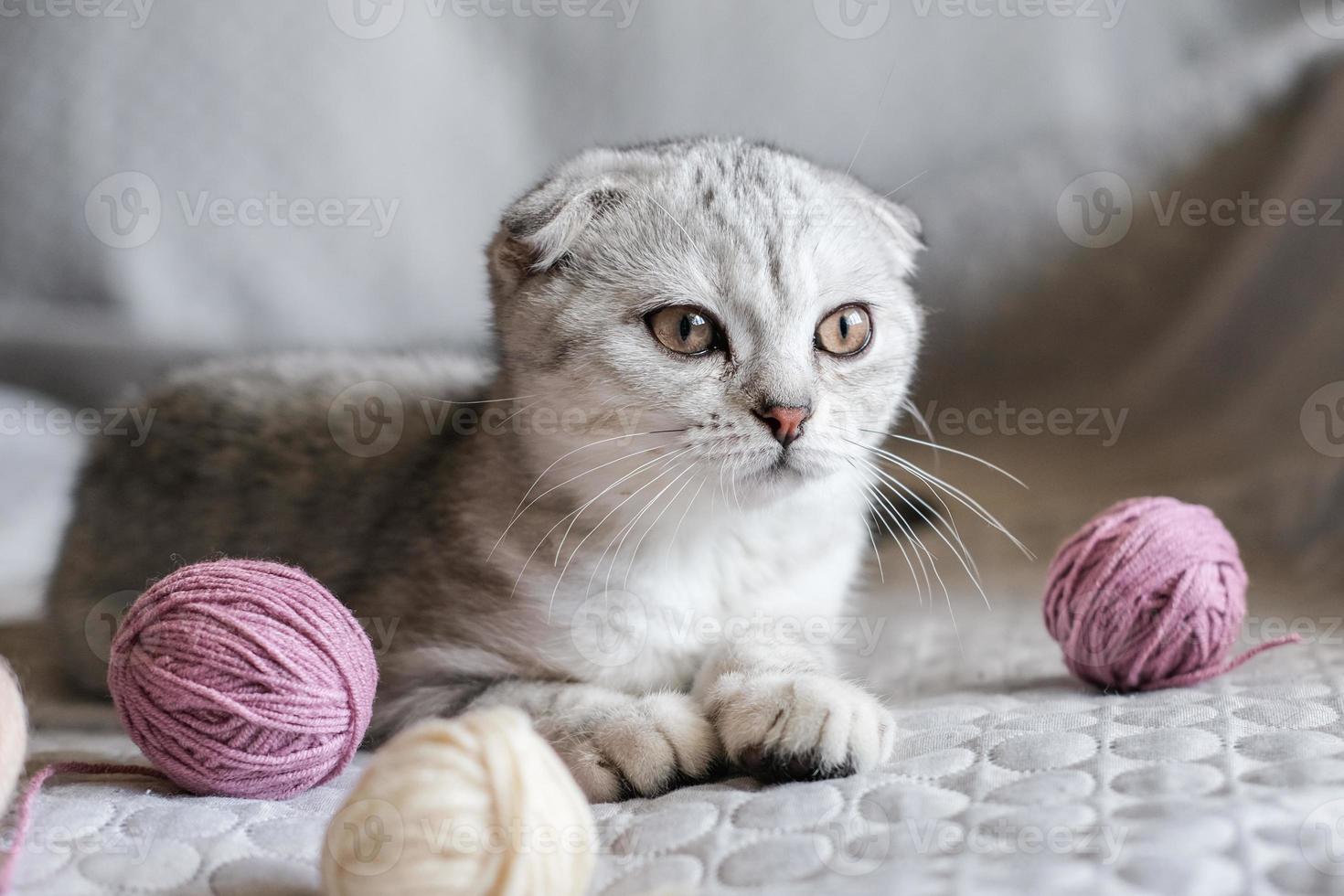 A cute tabby kitten sits with skeins of thread on the sofa. Cute scottish fold kitten and balls of yarn photo
