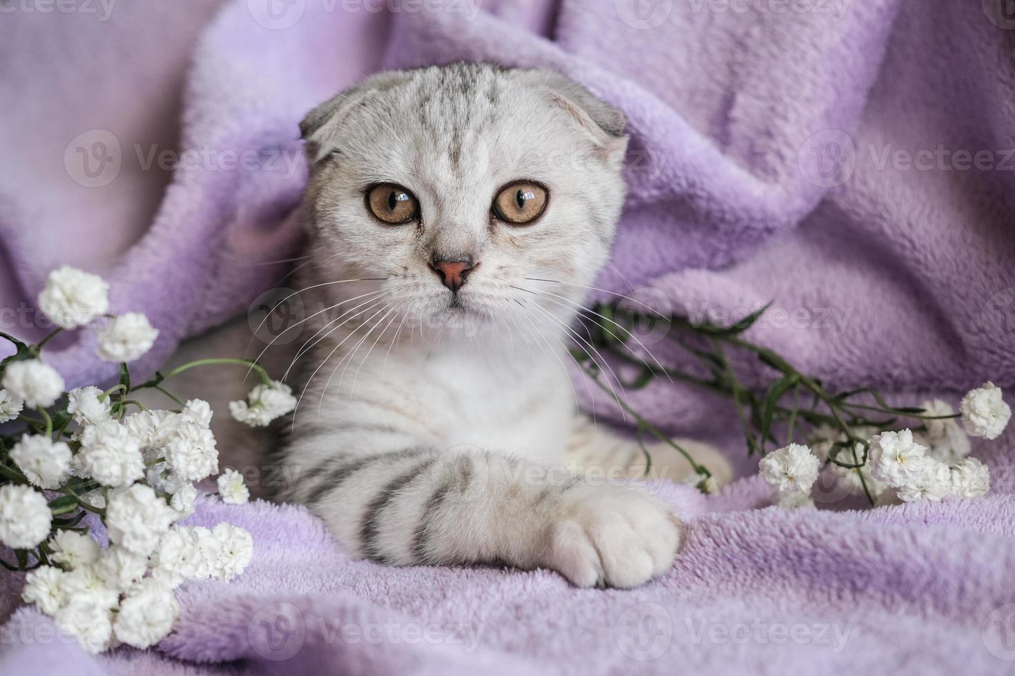 Cute Scottish Fold kitten with white flowers on a purple blanket. A small cat sits on a blanket and looks at the camera. photo