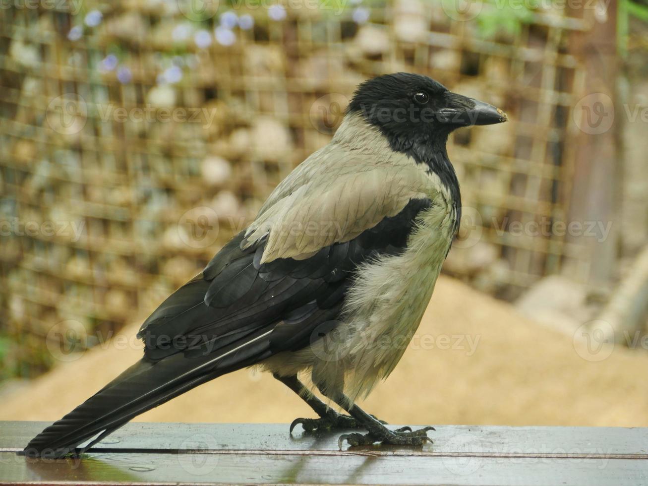 gray raven stands on the threshold flew in to visit photo