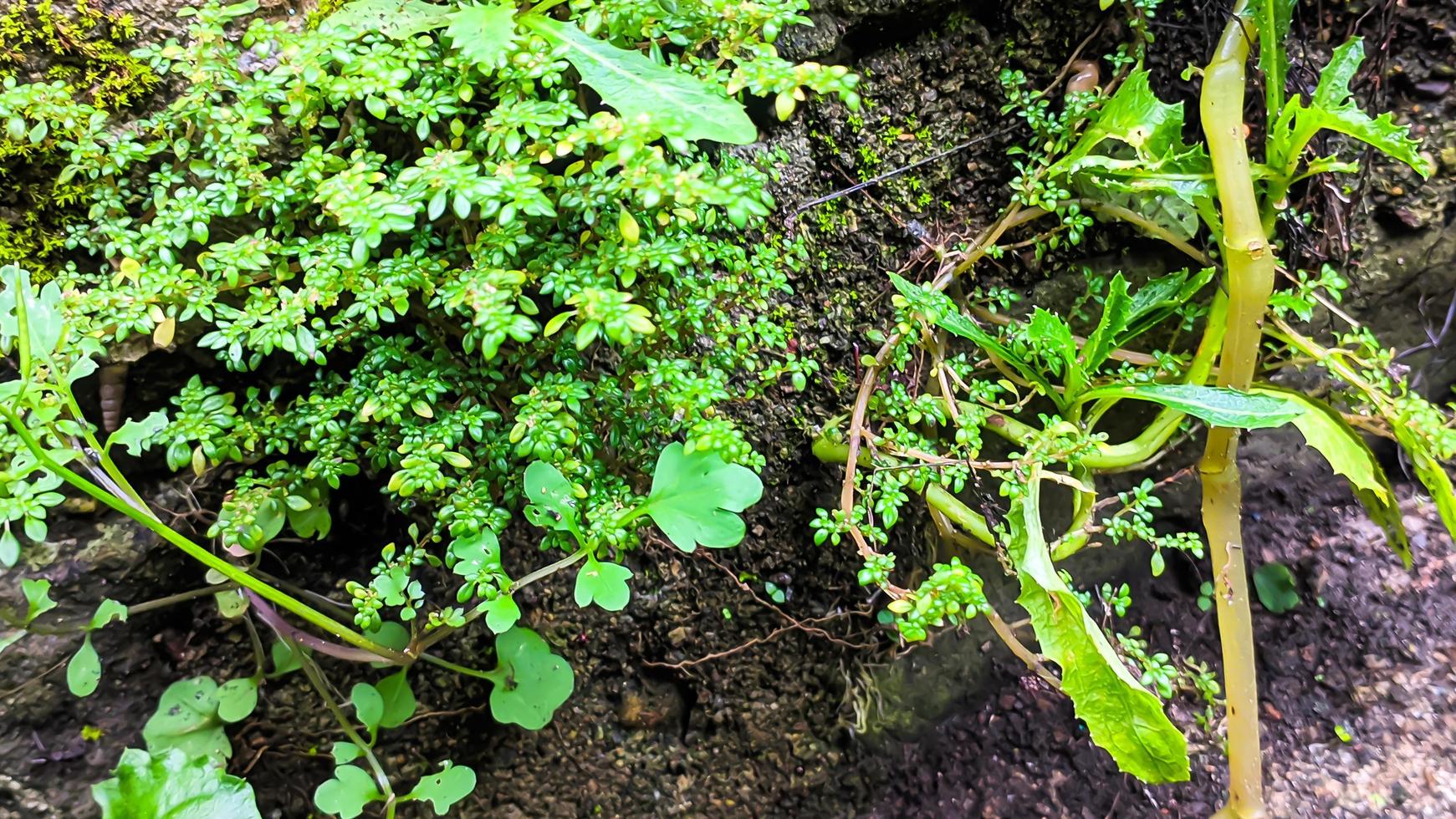 Pilea microphylla, angelloweed, katumpangan weed, pakis moto lele, growing wild on damp walls. medicinal plants. Nature background. photo