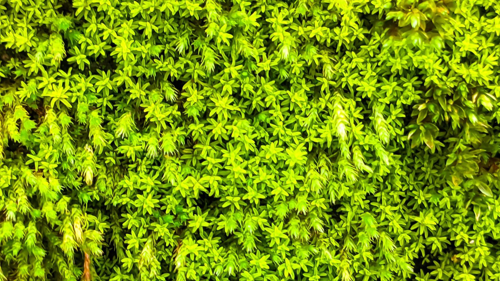 Close up surface of the wall covered with green moss. Natural background for design and text. photo