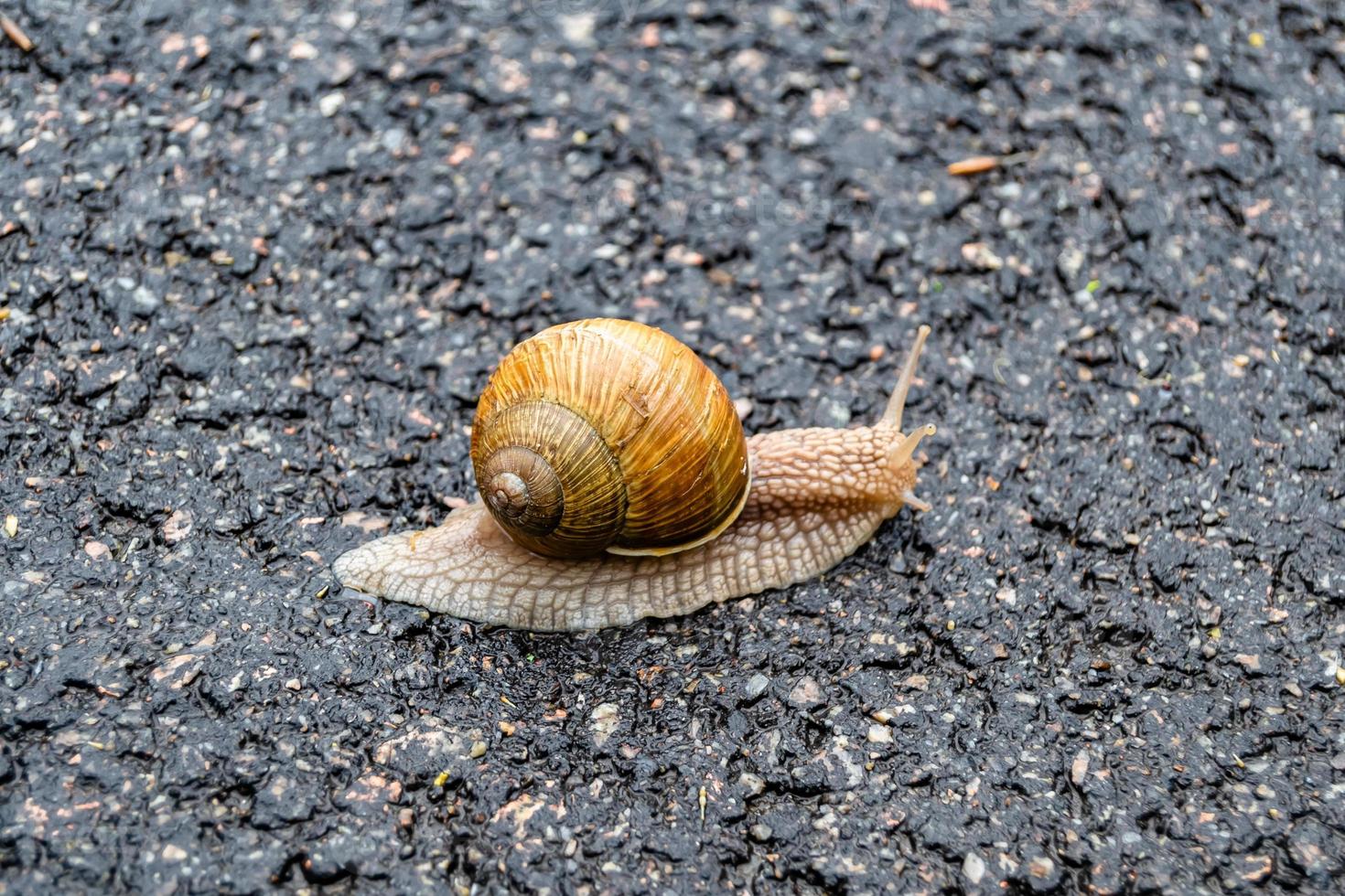 Big garden snail in shell crawling on wet road hurry home photo